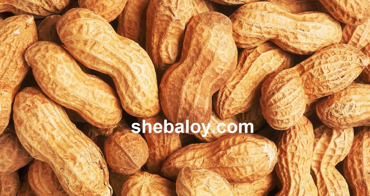 china nut চীনা বাদাম - Image 1